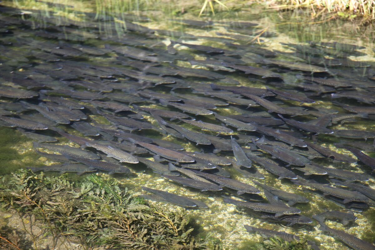 Erzeugung