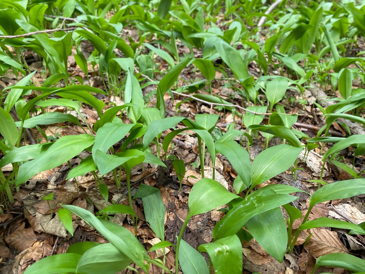Baerlauchernte 4918