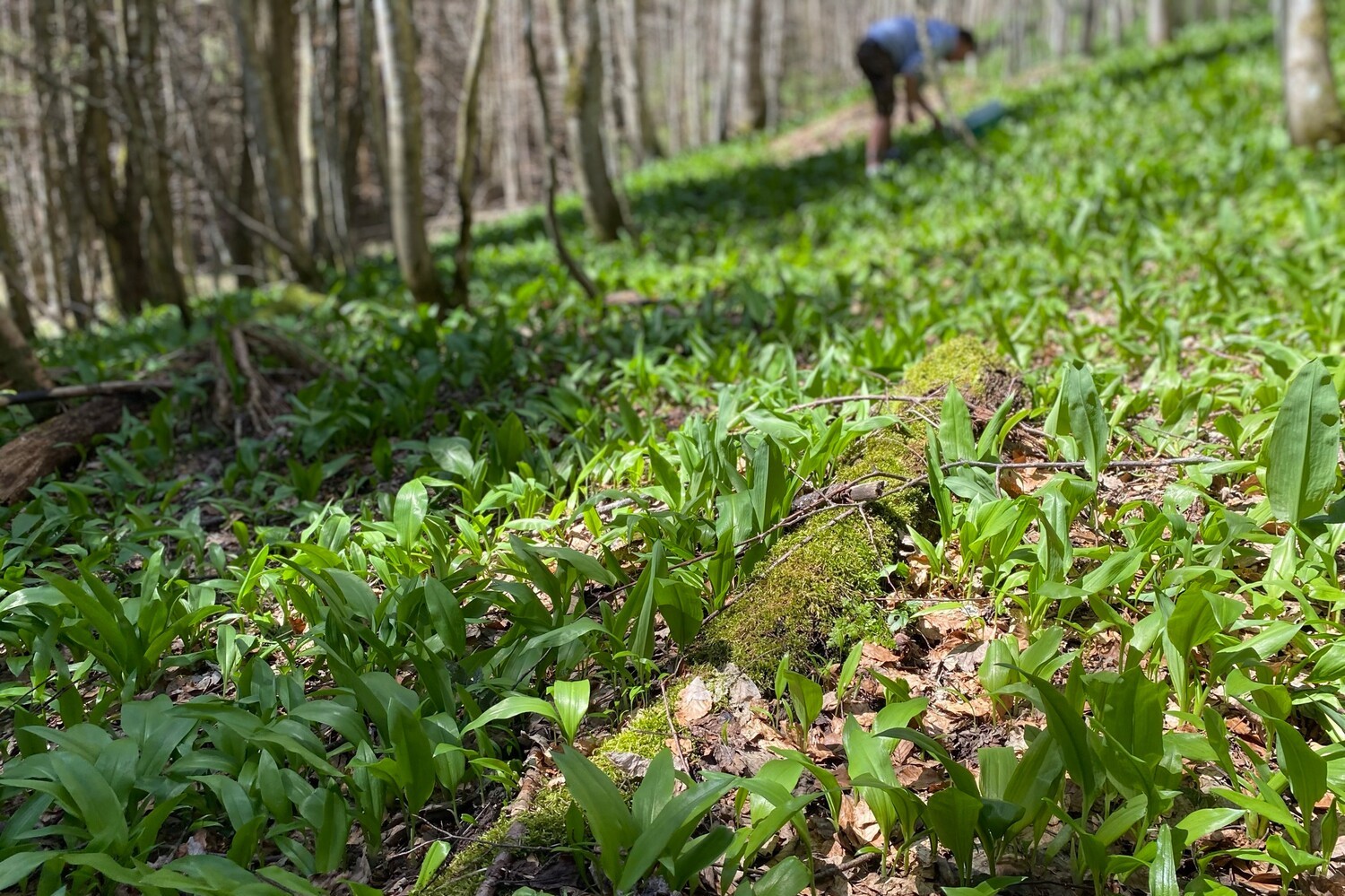 10.05.2021 Gebirgsbärlauch-Ernte in Eschenlohe