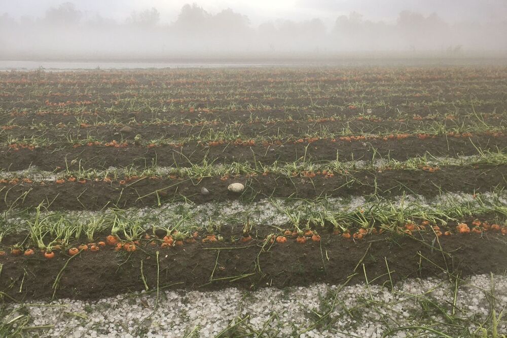 Erntedank Karotte01 29 09 2023
