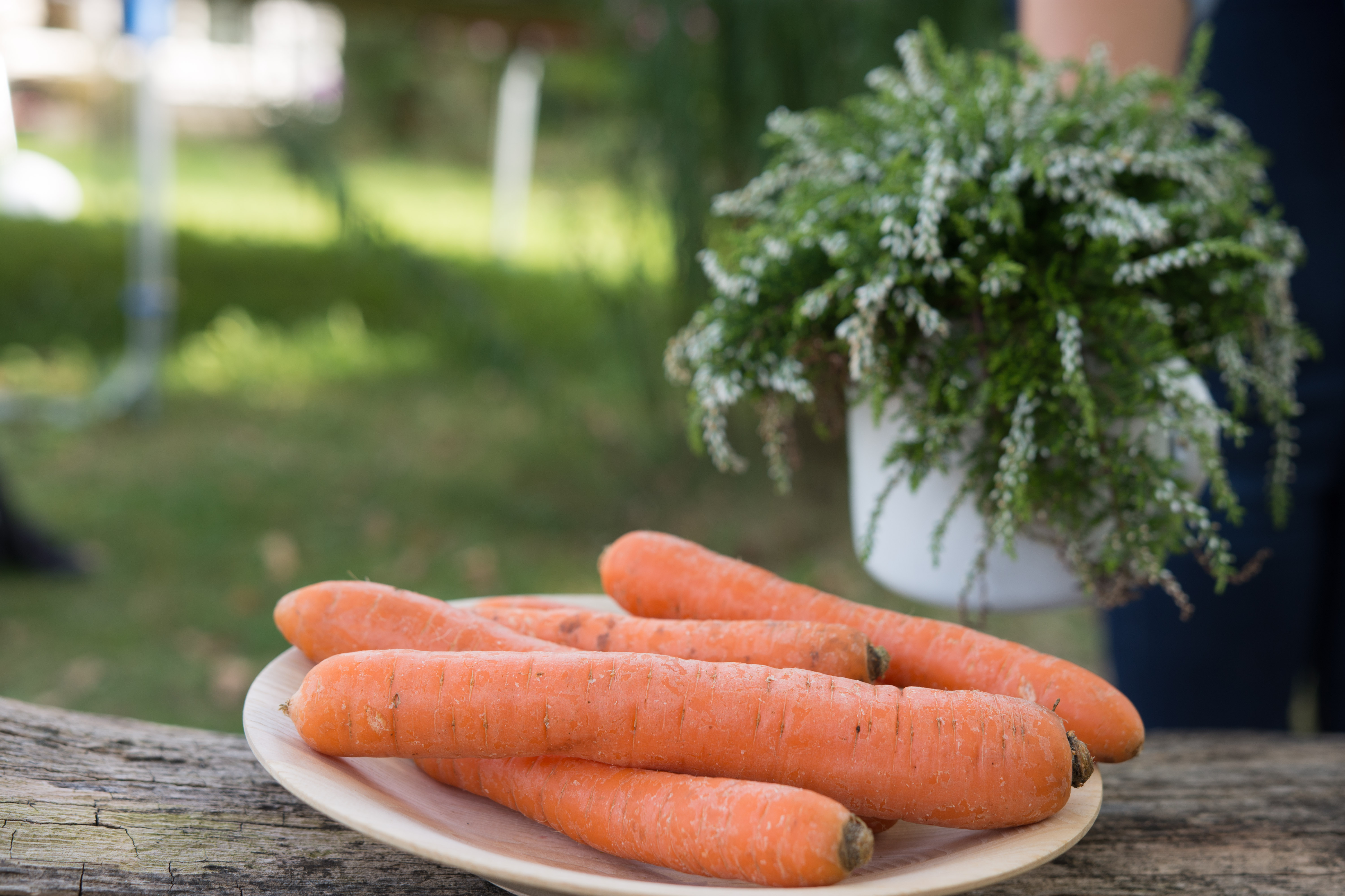 Erntedank Karotte02 29 09 2023