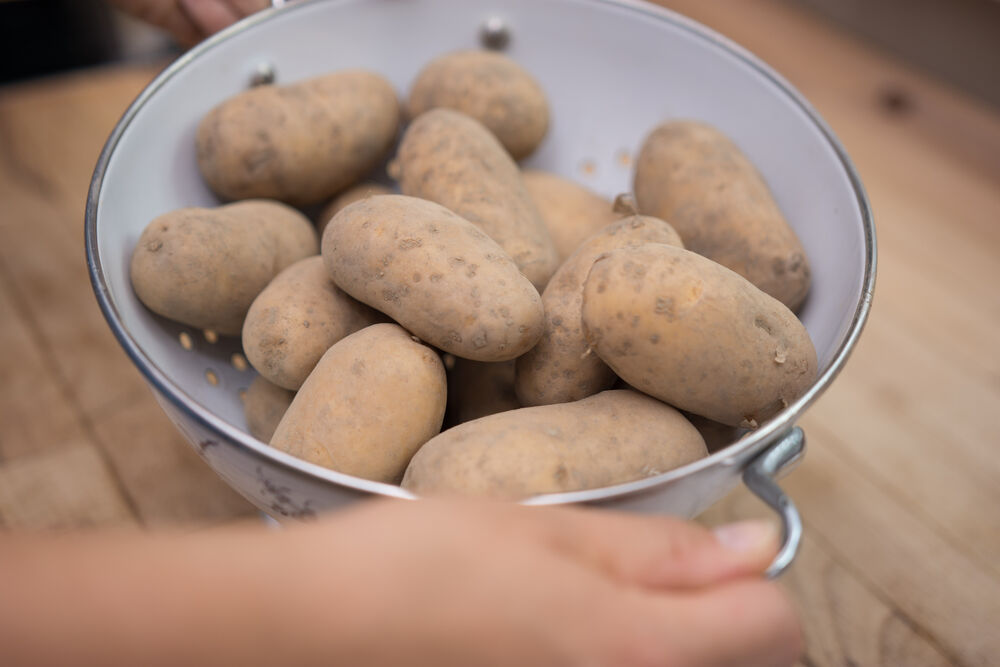 Erntedank Kartoffel02 29 09 2023
